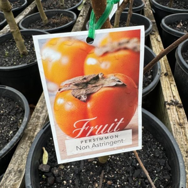 Persimmon Tree