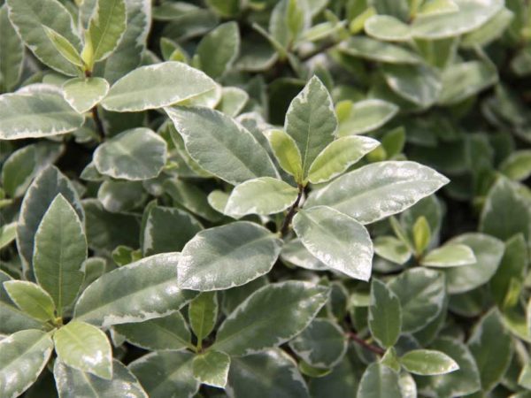 Pittosporum Hole In One