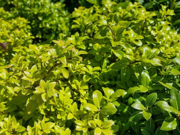 Pittosporum On Par