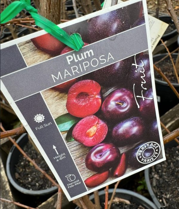 Plum Tree Mariposa