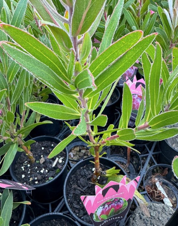 Protea Australis Ruby 14cm