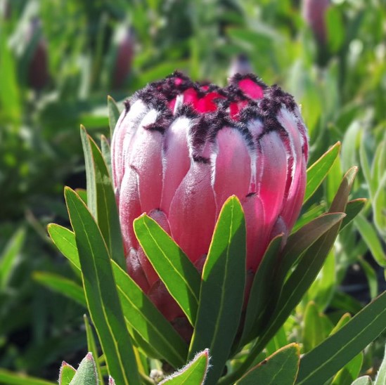 Protea Australis Ruby