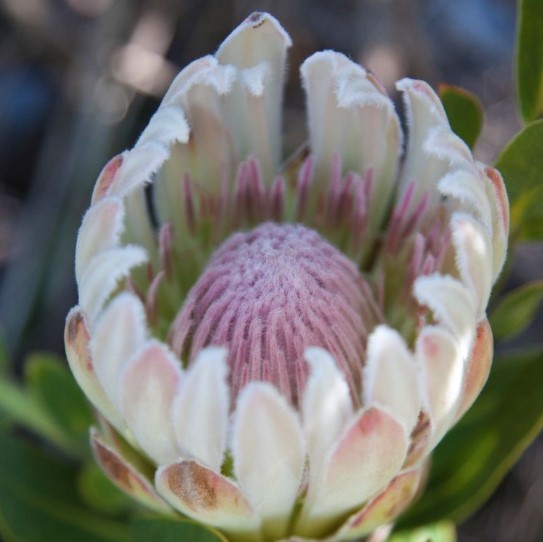 Protea Donna