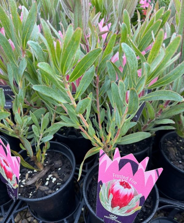 Protea neriifolia Frosted Fire