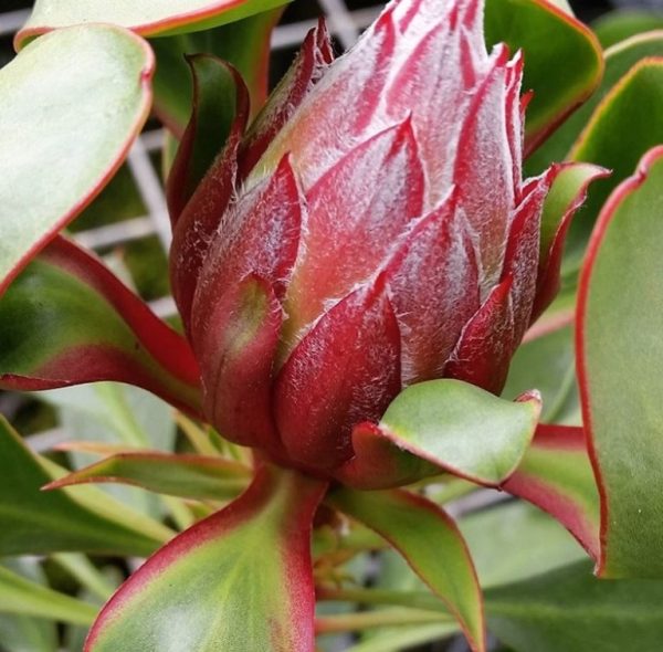 Protea Little Prince
