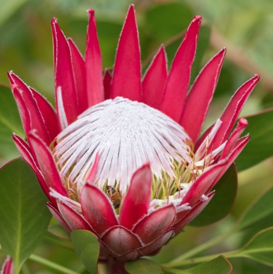Protea Madiba