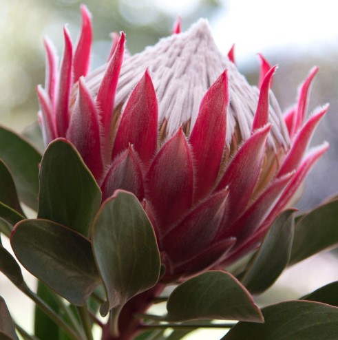Protea Pandora