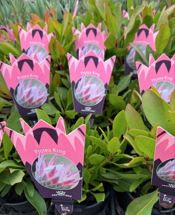 King Protea