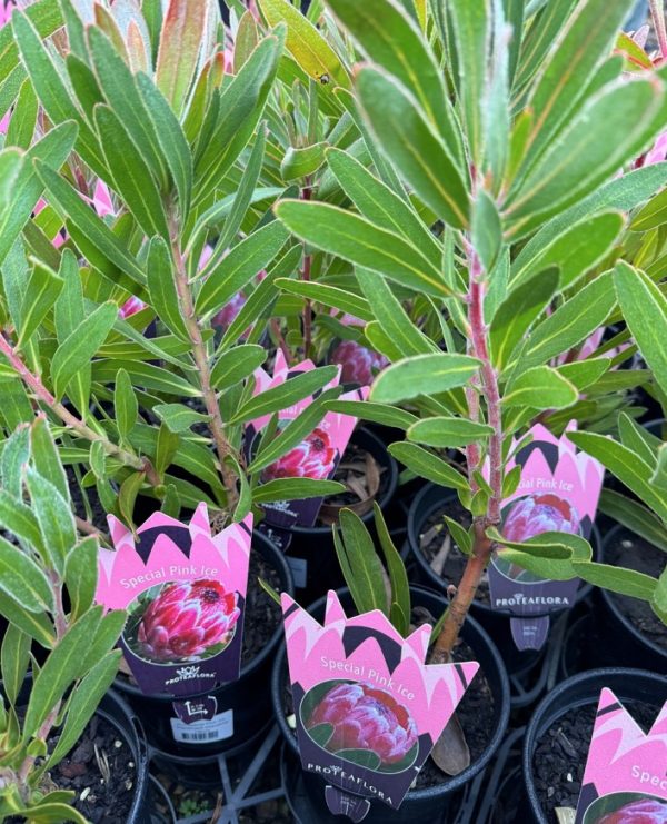 Protea Special Pink Ice