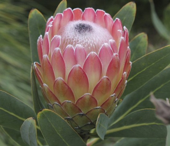 Protea Venus