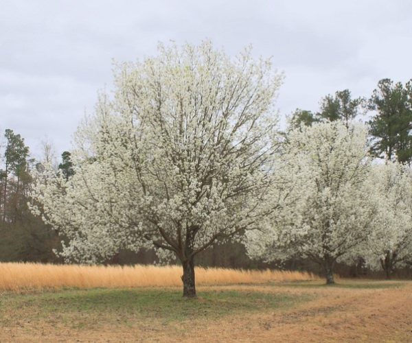 Pyrus Winter Glow Ornamental Pear