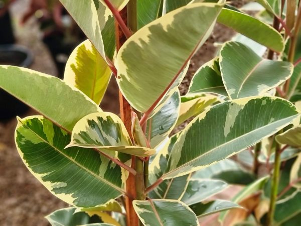 Rubber Tree Plant Tineke