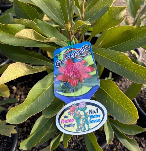 The Gembrook Waratah