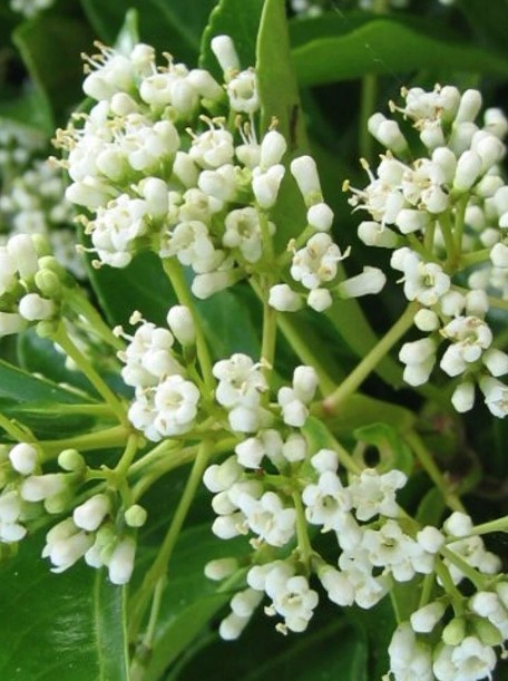 Viburnum Awabuki