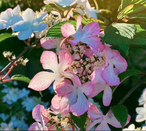 Viburnum plicatum tomentosum Pink Beauty