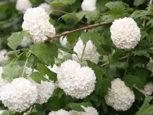 Viburnum opulus