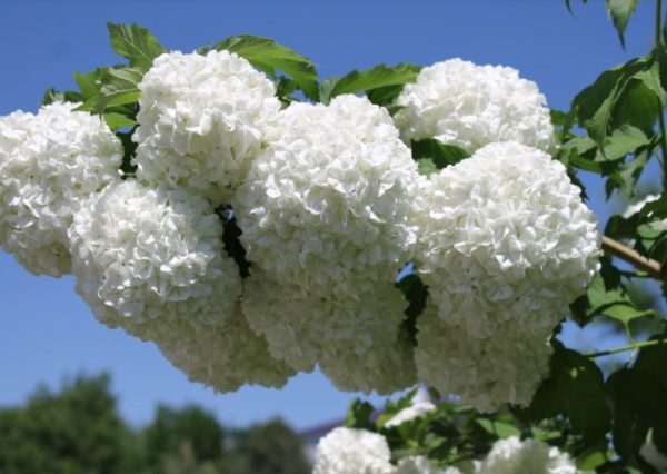 Viburnum opulus Rosea Pink
