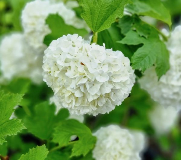 Viburnum opulus Sterile
