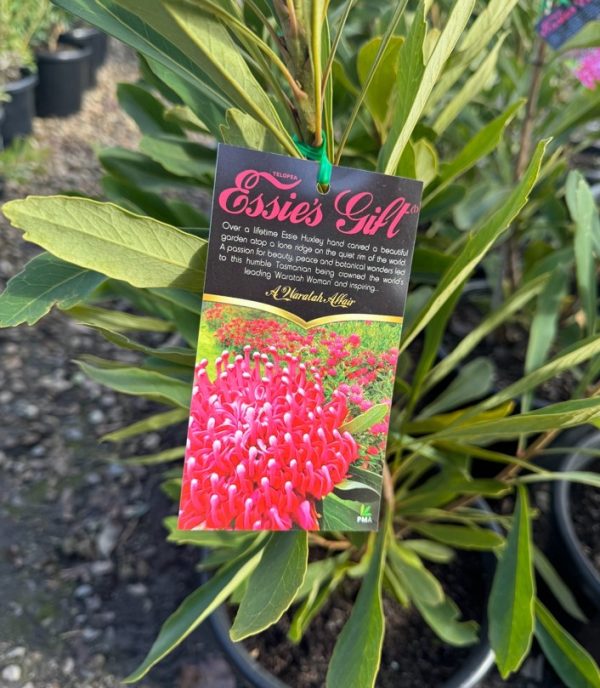 Waratah Essies Gift