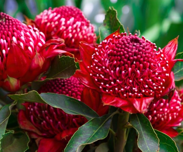 Waratah Gembrook