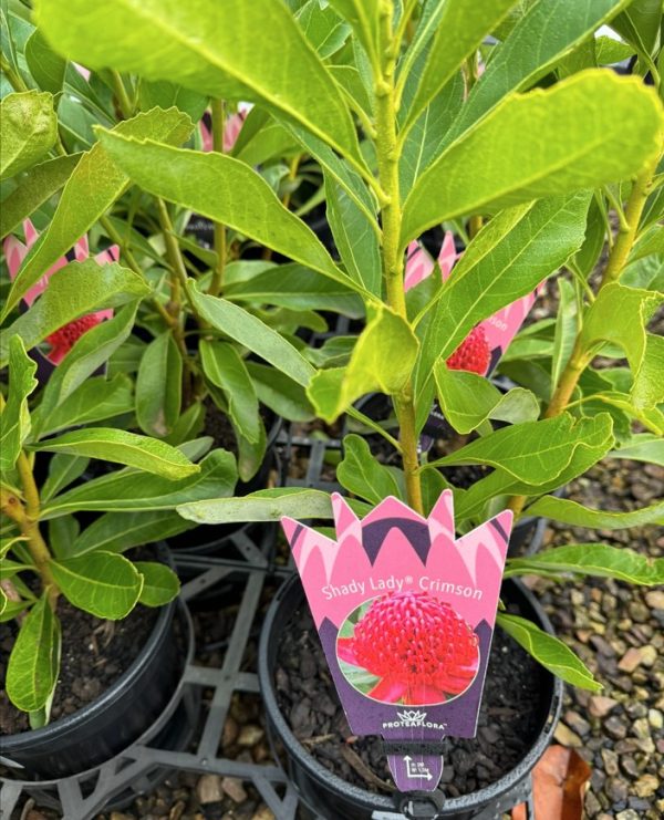 Waratah Shady Lady Crimson