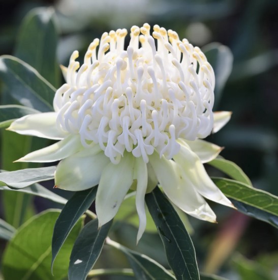 Waratah Shady Lady White