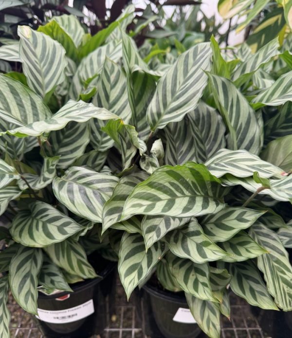 Zebra Plant