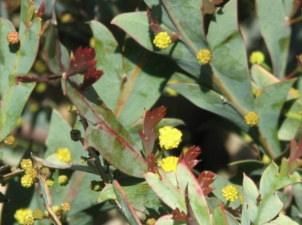 Clay Wattle Flat Wattle Acacia glaucoptera