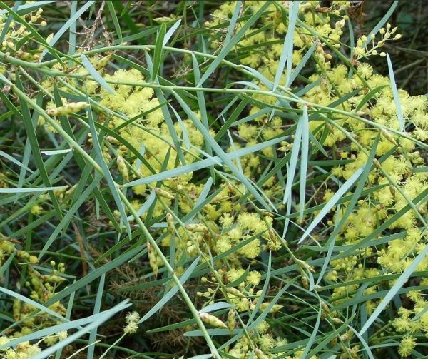 Flinders Ranges Wattle