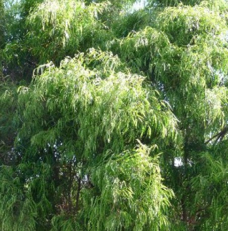 Willow Myrtle Lemon Lime Agonis flexuosa