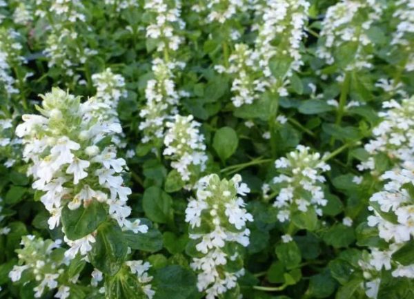 White Bugle Ajuga reptans Alba