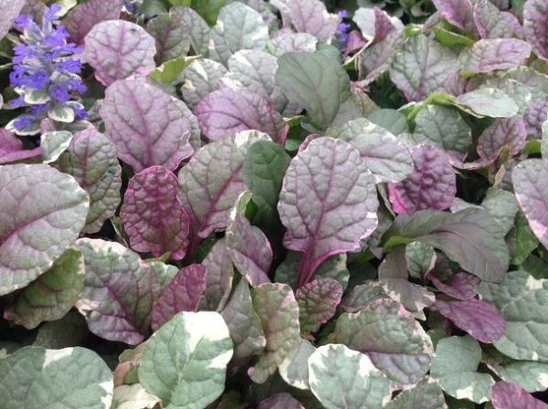 Ajuga Burgundy Lace