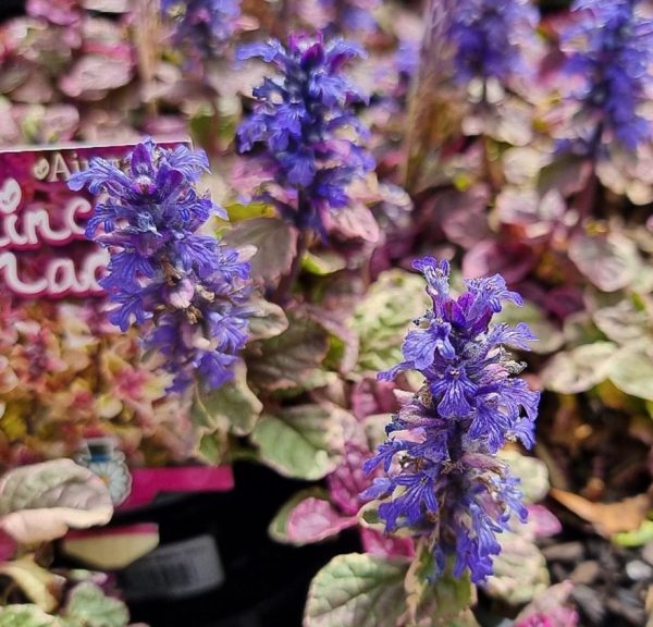 Ajuga Princess Nadia