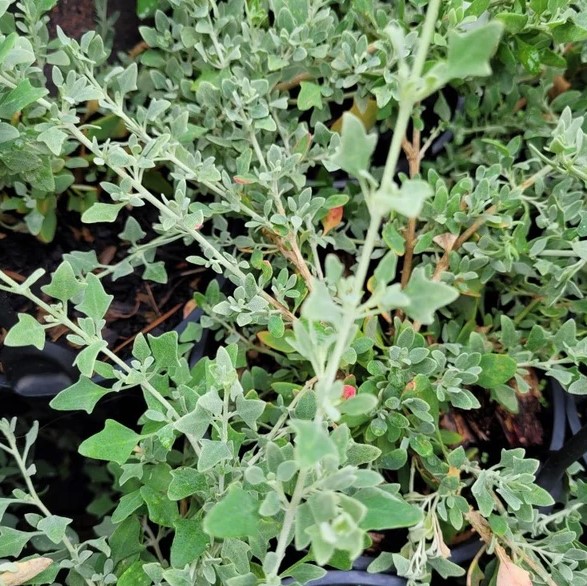 Rhagodia Aussie Flat Bush