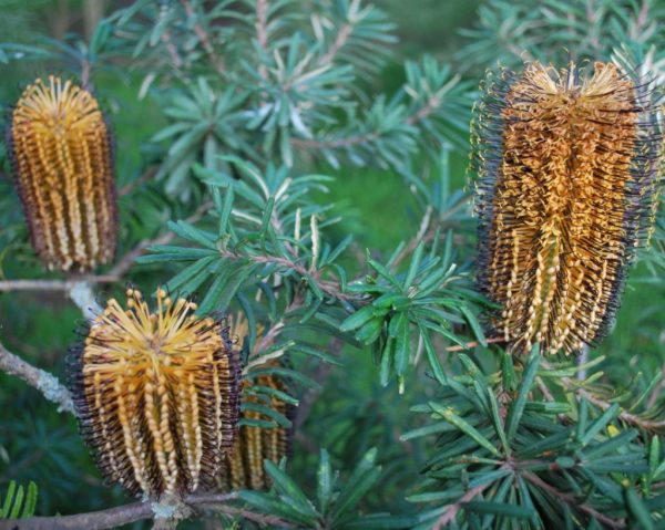 Banksia Black Magic