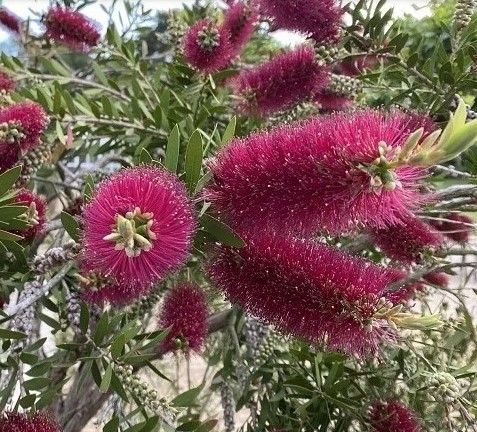 Bottlebrush Burgundy Callistemon citrinus Burgundy