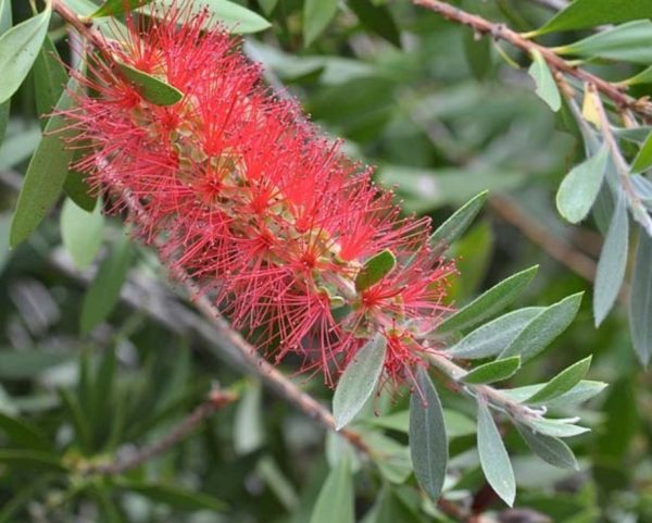 Bottlebrush Endeavour