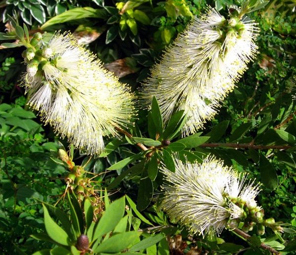 Bottlebrush White Anzac