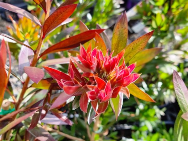 Bottlebrush Red Rocket