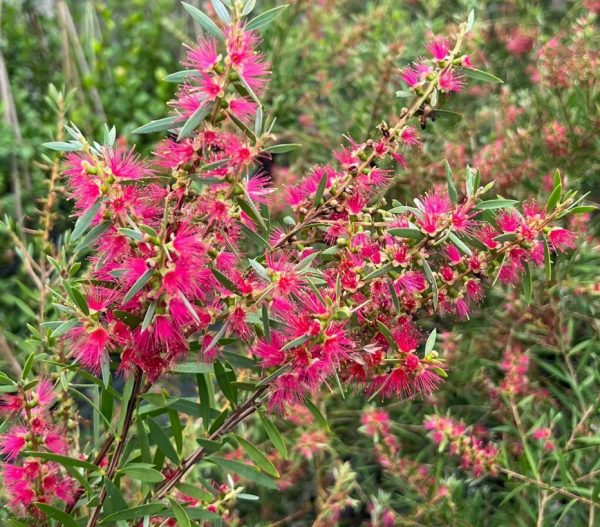 Bottlebrush Candy Pink