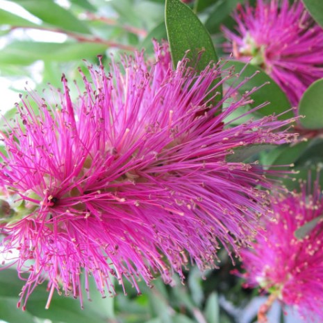 Bottlebrush Fluro Burst