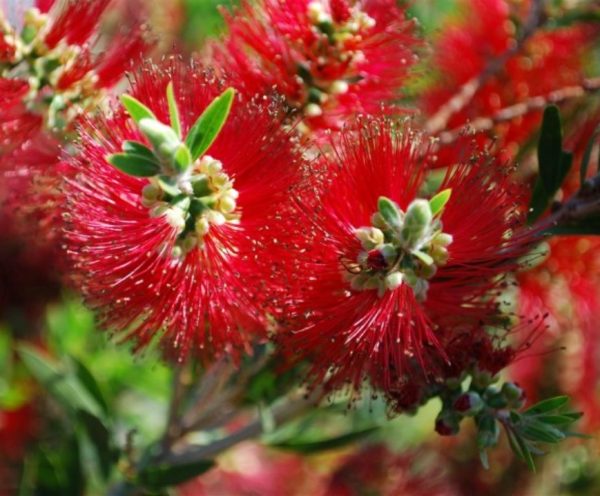 Callistemon - Bottlebrush