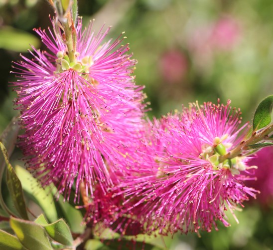 Bottlebrush Pink Neon