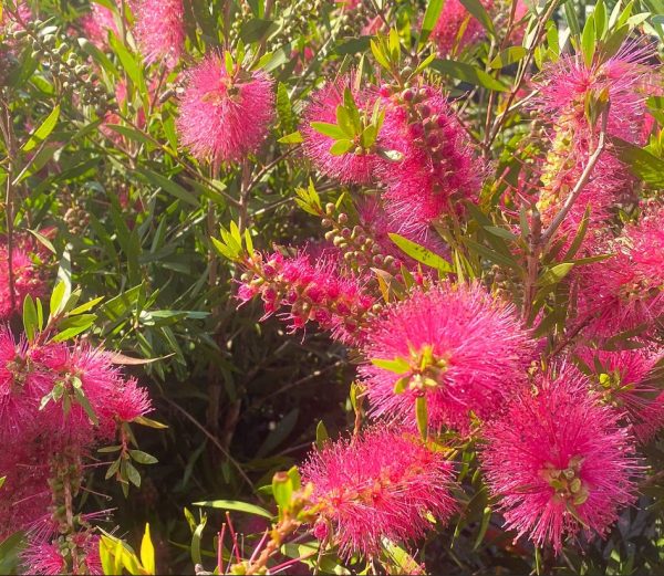 Bottlebrush Perth Pink