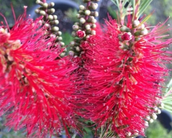 Bottlebrush Packers Selection