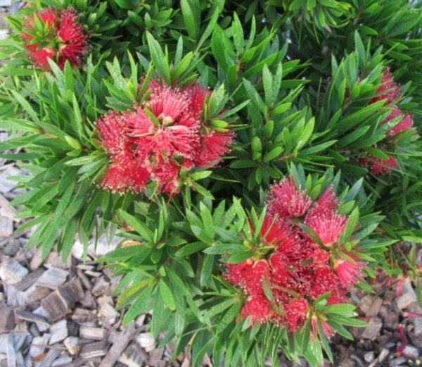 Dwarf Bottlebrush Green John