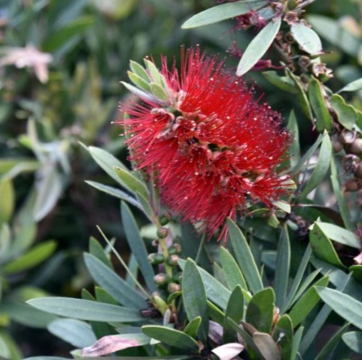 Dwarf Bottlebrush Little Silver