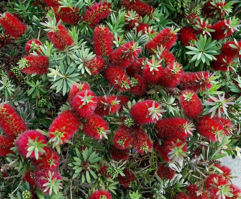 Dwarf Bottlebrush Matthew Flinders