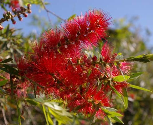 Bottlebrush Wildfire
