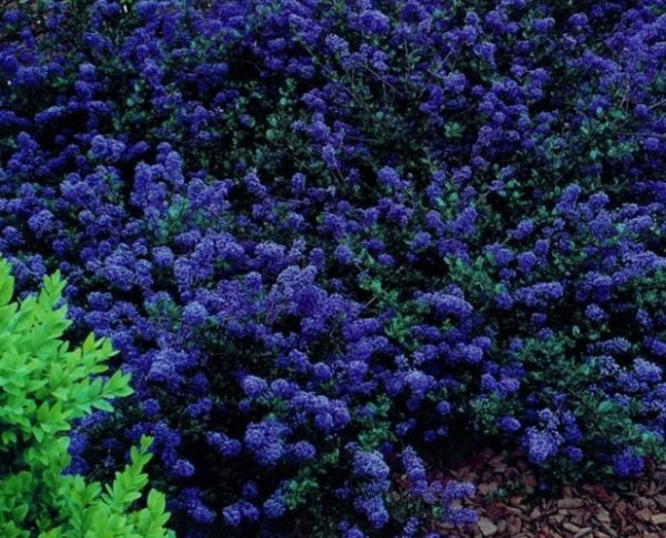 Ceanothus Blue Sapphire
